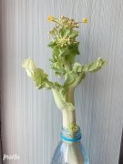 我的一颗小白菜开花啦