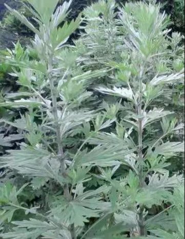 徐州市一院中医科：艾灸“安神”的妙用